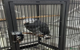 Parrots birds for sale: African Grey Parrot (Male for sale!) - Image 6