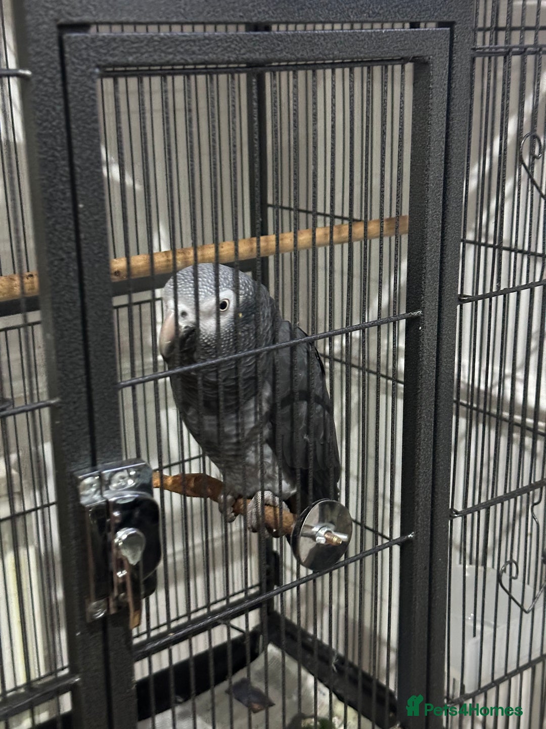 Parrots birds for sale: African Grey Parrot (Male for sale!) - Image 6