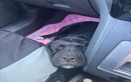 Cane Corso dogs for sale: Cane Corso puppy called “Baby” - Image 8
