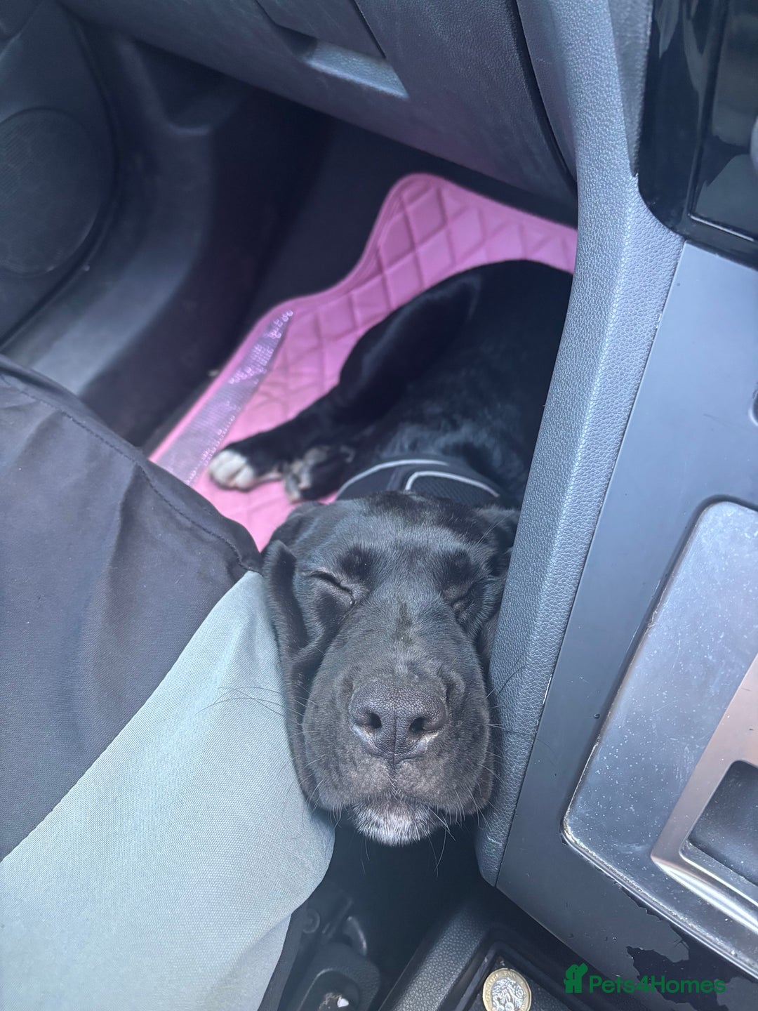Cane Corso dogs for sale: Cane Corso puppy called “Baby” - Image 8