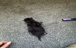 Mixed Breed cats for sale: 3 kittens for sale - Image 13