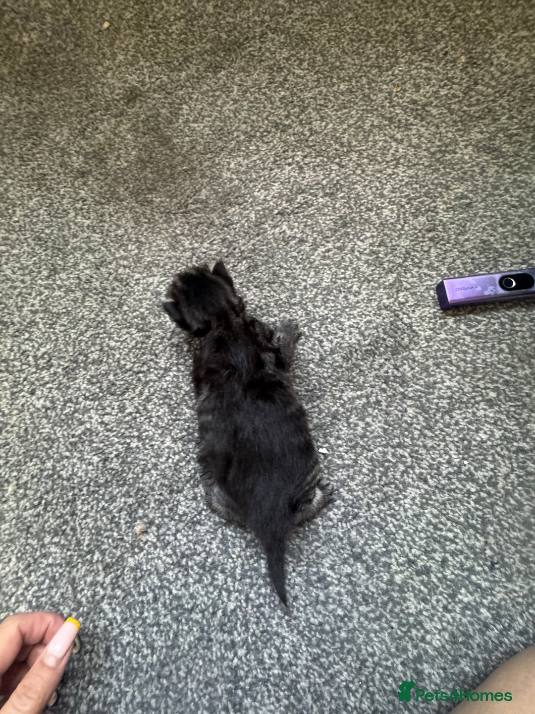 Mixed Breed cats for sale: 3 kittens for sale - Image 13