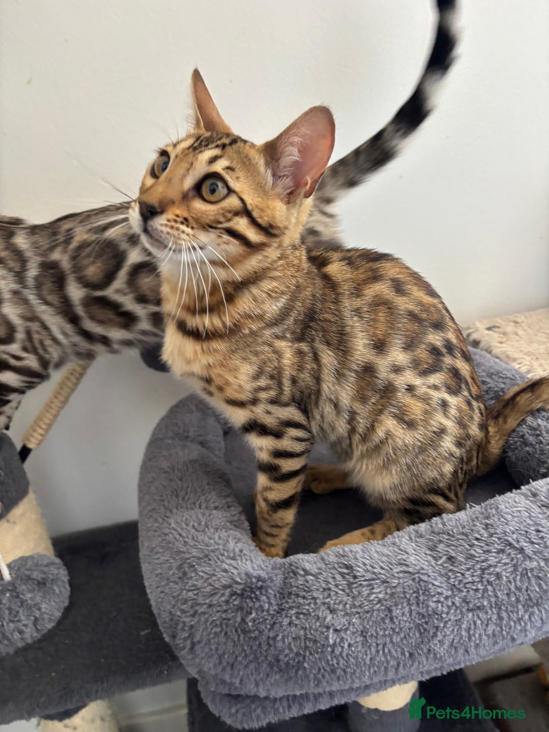 Bengal cats for sale: Stunning TICA registered bengal kittens  in Huntly - Image 15