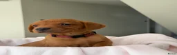 Labrador Retriever dogs for sale: Dark Fox Red Labrador Puppies – Exceptional Lines - Advert 16