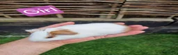 Guinea Pig rodents for sale: Tricolour guinea pigs, babies and adults in Didcot - Advert 9