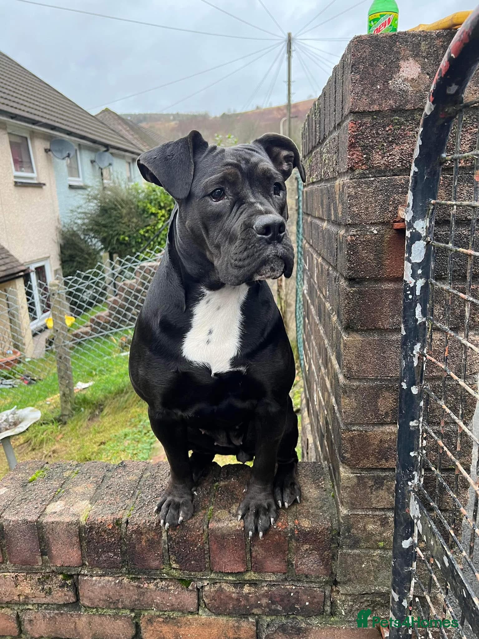 American Bully dogs Pocket cross standard bully’s  - Advert 15