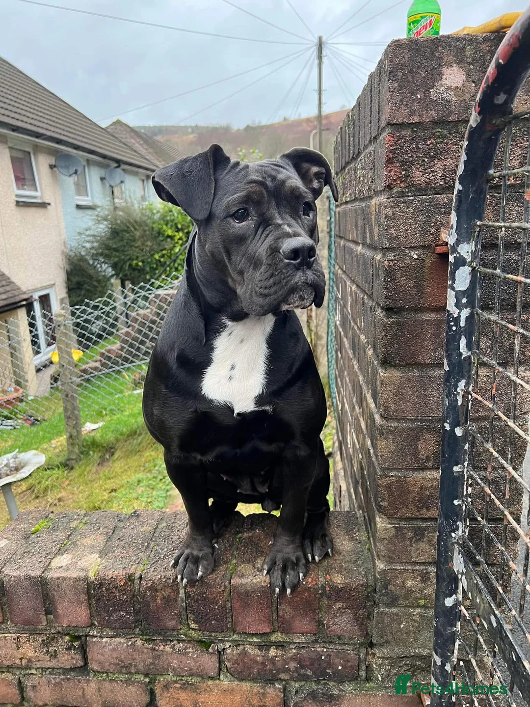 American Bully dogs for sale: Pocket cross standard bully’s  - Advert 1