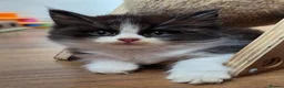 Persian cats for sale: Beautiful Ragdoll/Persian Kittens. - Advert 8