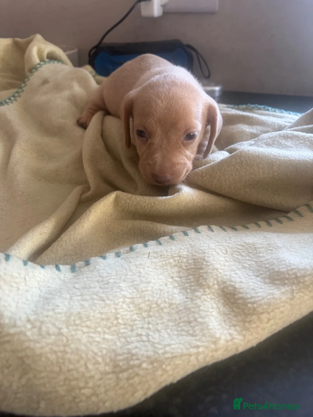 Miniature Dachshund dogs for sale: Cream miniature dachshund  - Advert 5