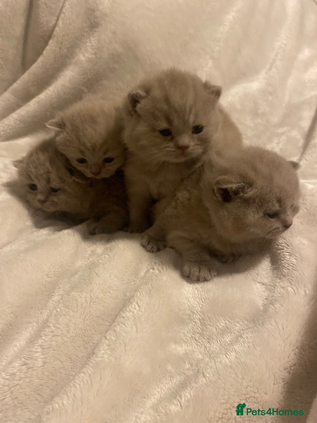 British Shorthair cats for sale: British shorthair ,lilac,pedigree - Advert 1