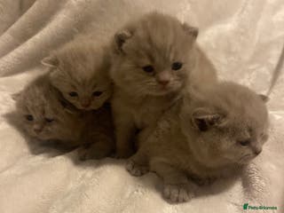 British Shorthair cats British shorthair ,lilac,pedigree - Advert 2