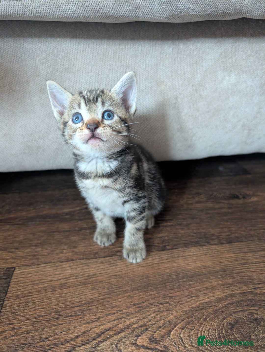 Mixed Breed cats for sale: 4 beautiful kittens looking for their forever home - Image 7