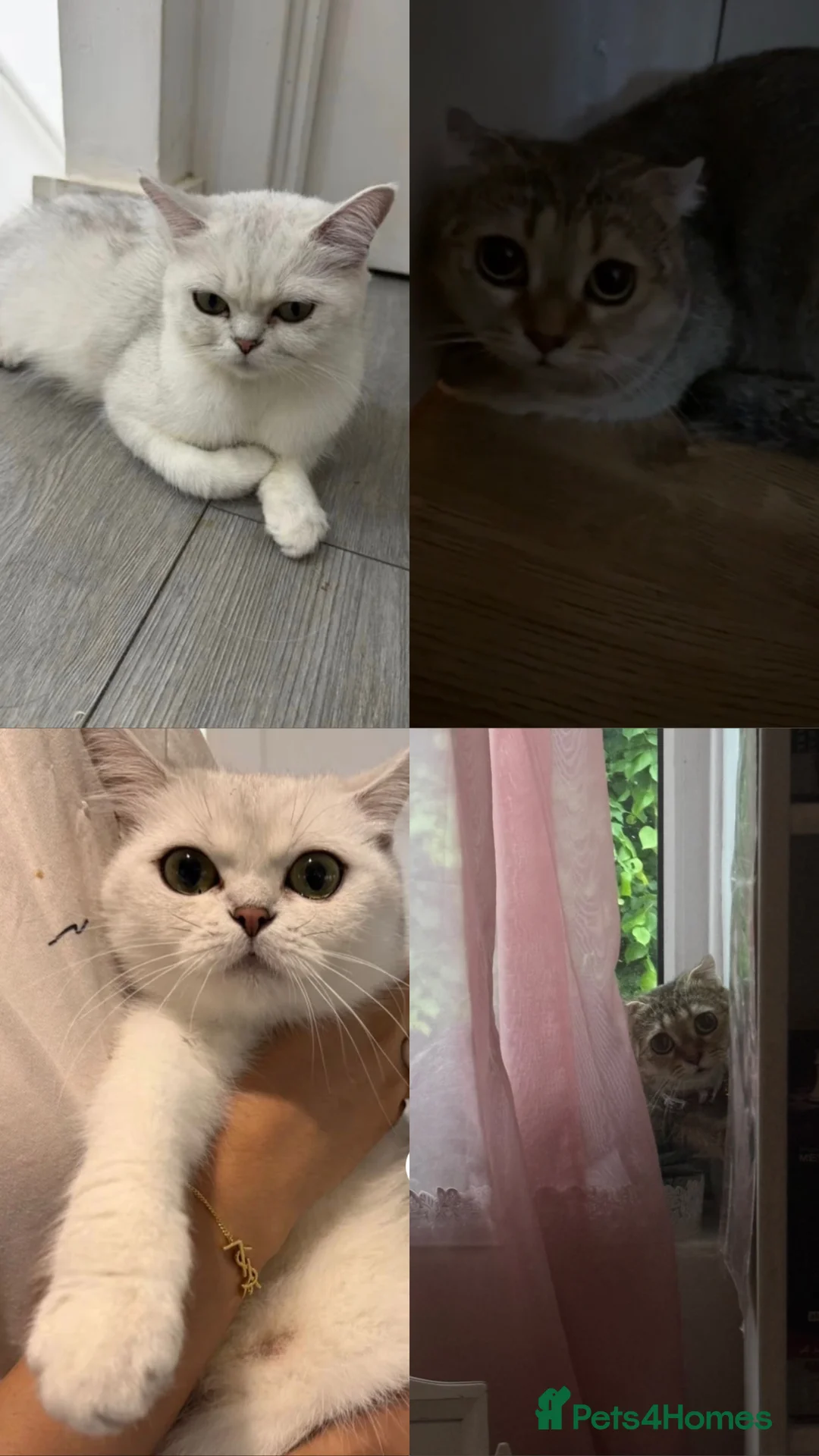 Scottish Fold cats for sale: 8 MONTHs old Kitten For rehoming  in London - Advert 2