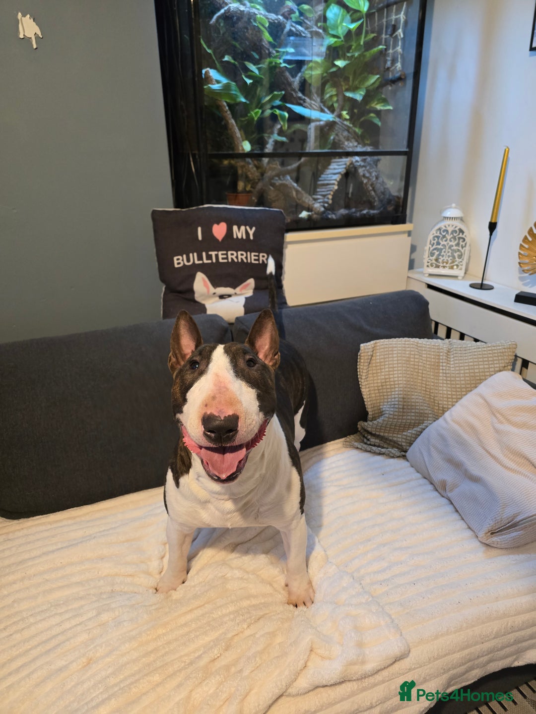 English Bull Terrier dogs for stud: TOP PEDIGREE IN UK, CRUFTS QUALIFIER, CHAMP FAMILY - Advert 4