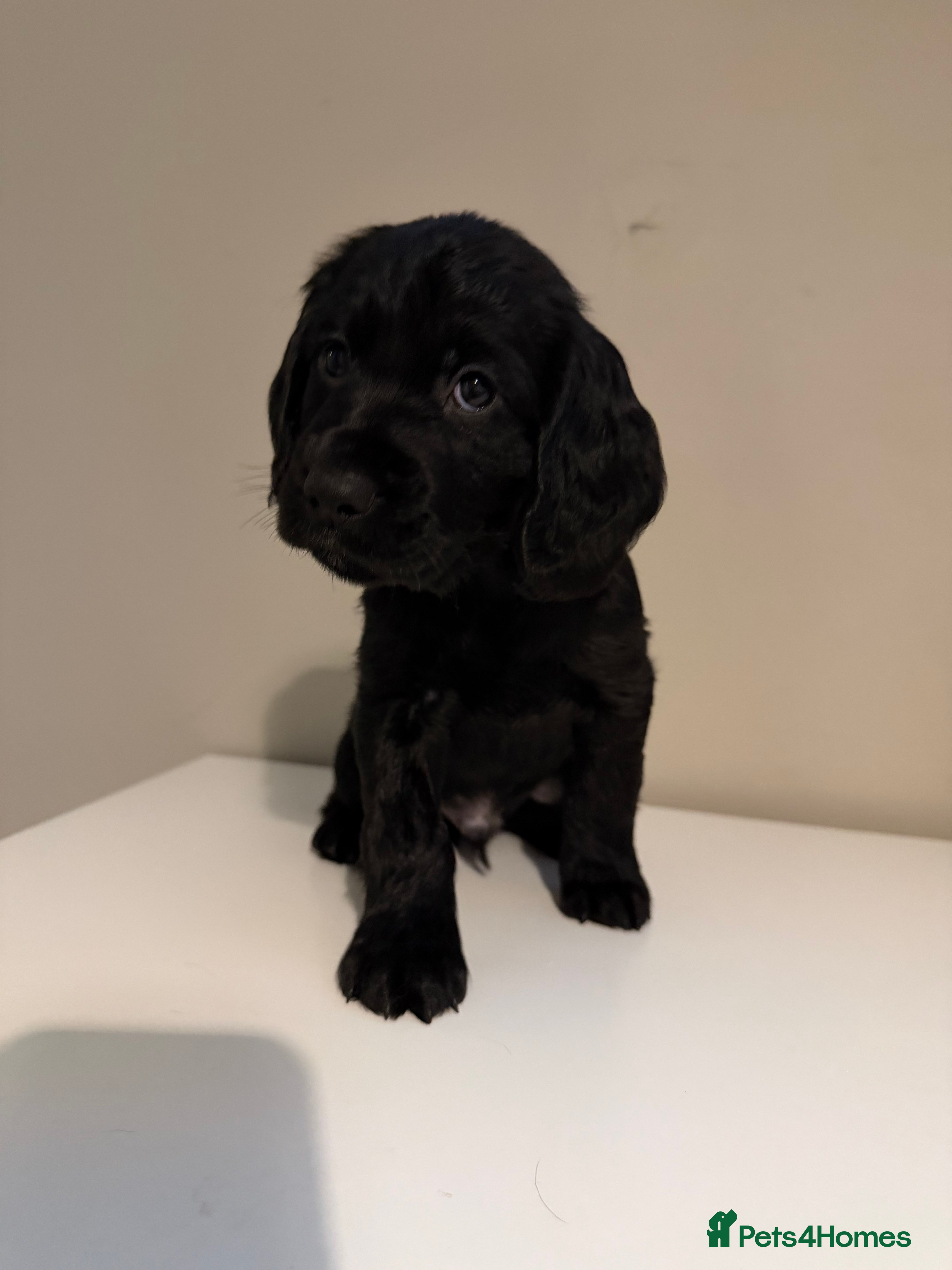 Cocker Spaniel dogs Cocker spaniel pups - Advert 8