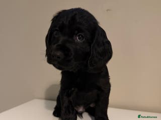 Cocker Spaniel dogs Cocker spaniel pups - Advert 7