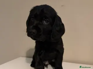 Cocker Spaniel dogs Cocker spaniel pups - Advert 8