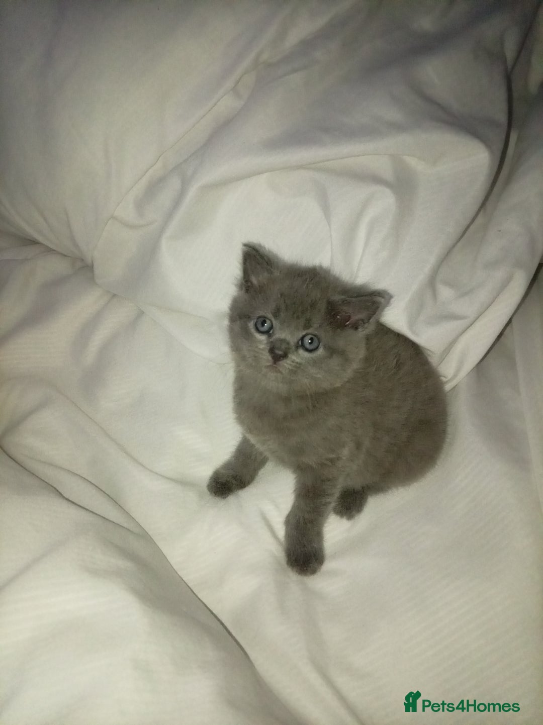 Mixed Breed cats for sale: 2 kittens for sale - Image 3