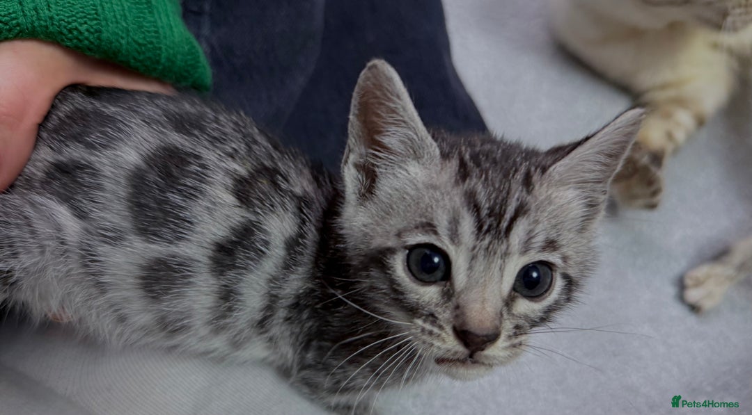 Bengal cats for sale: kittens - Advert 5