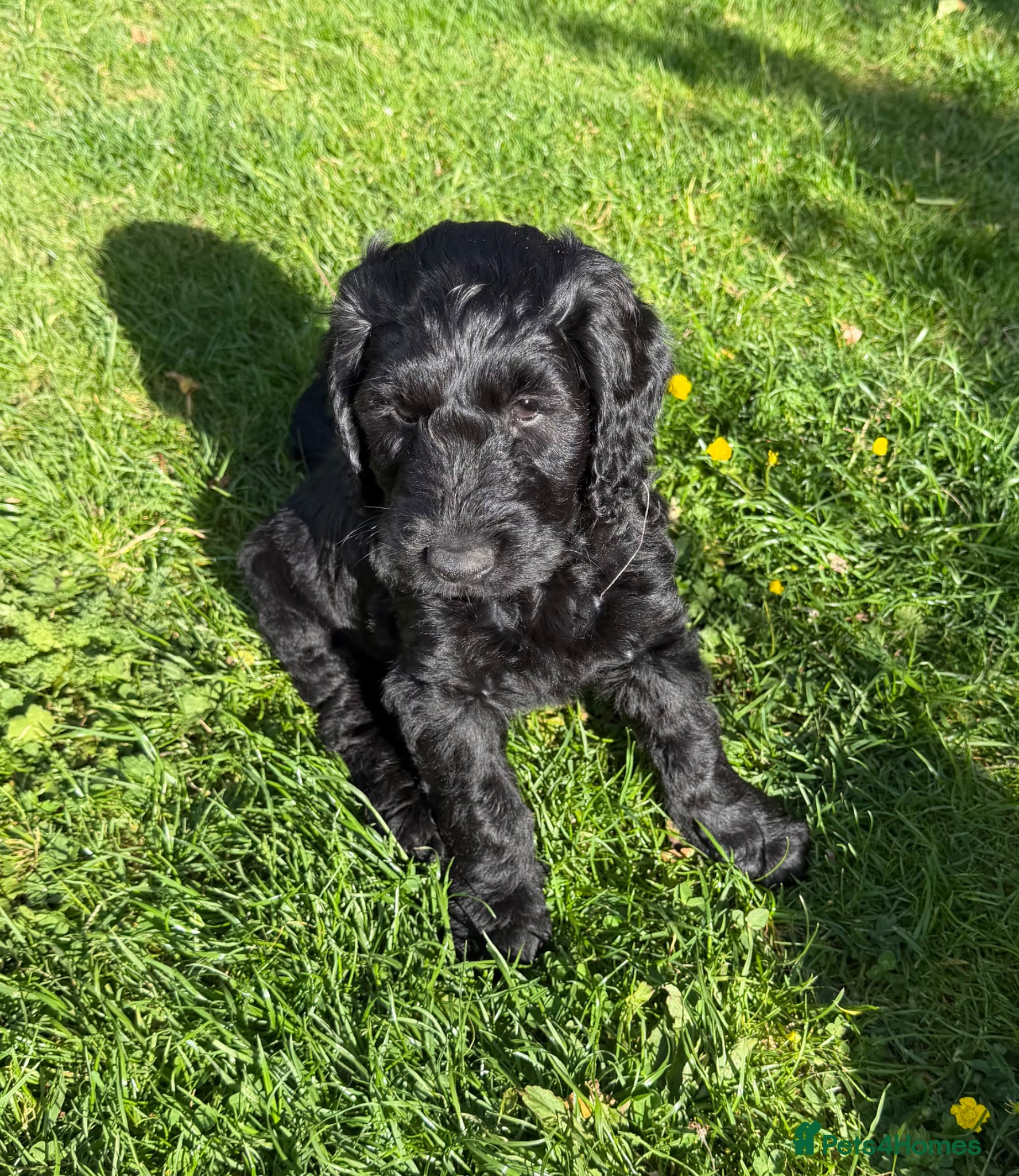Cockapoo dogs Cockapoo Puppies - Advert 17