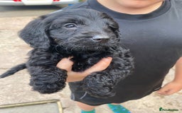 Cockapoo dogs for sale: Cockapoo puppy’s boys/girls - Image 2