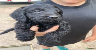 Cockapoo dogs - Advert 12