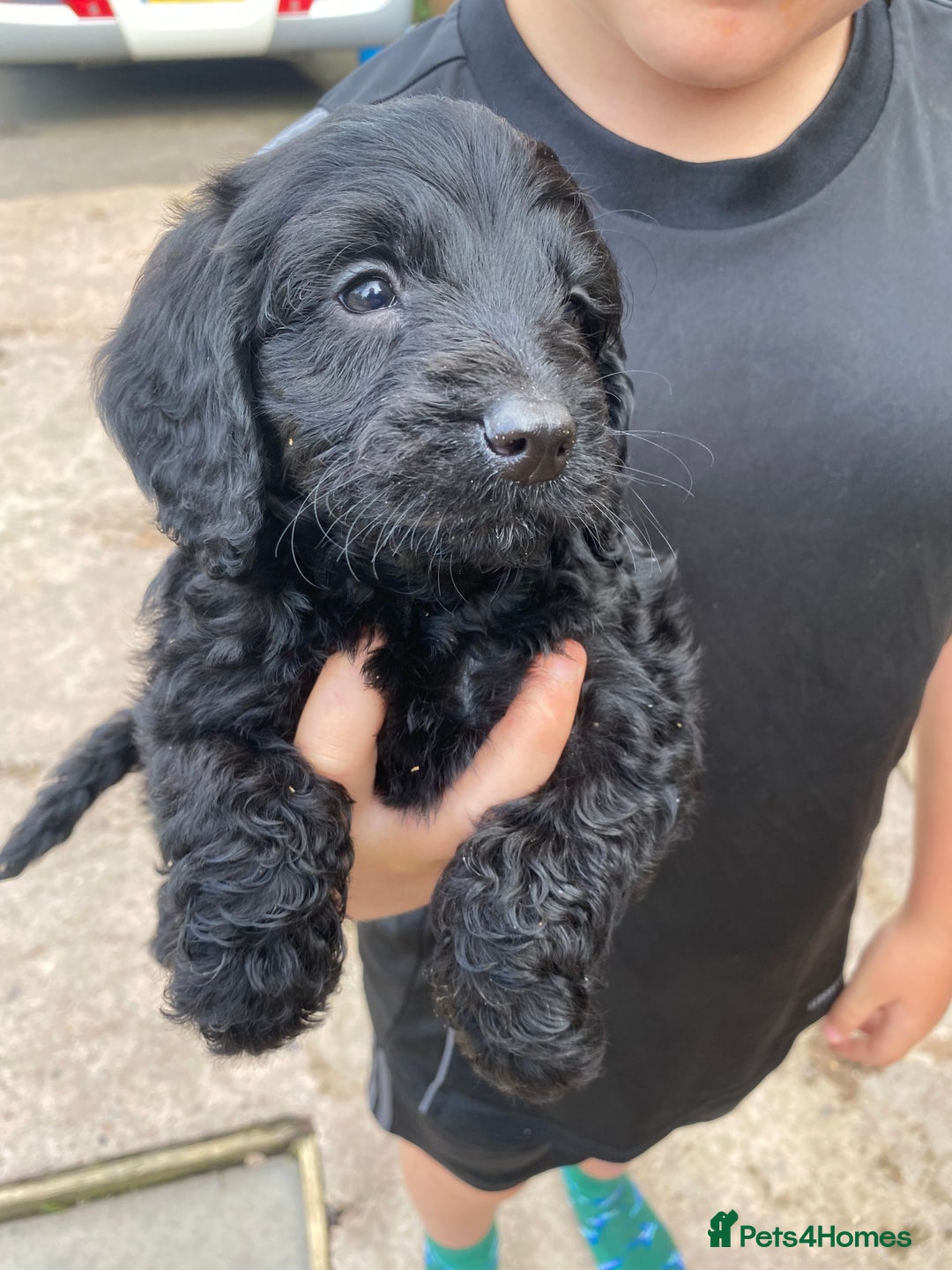 Cockapoo dogs for sale: Cockapoo puppy’s boys/girls - Image 2