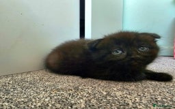 Mixed Breed cats for sale: Scottish Fold Mix Kittens –Ready 16th August 🐾 - Image 16