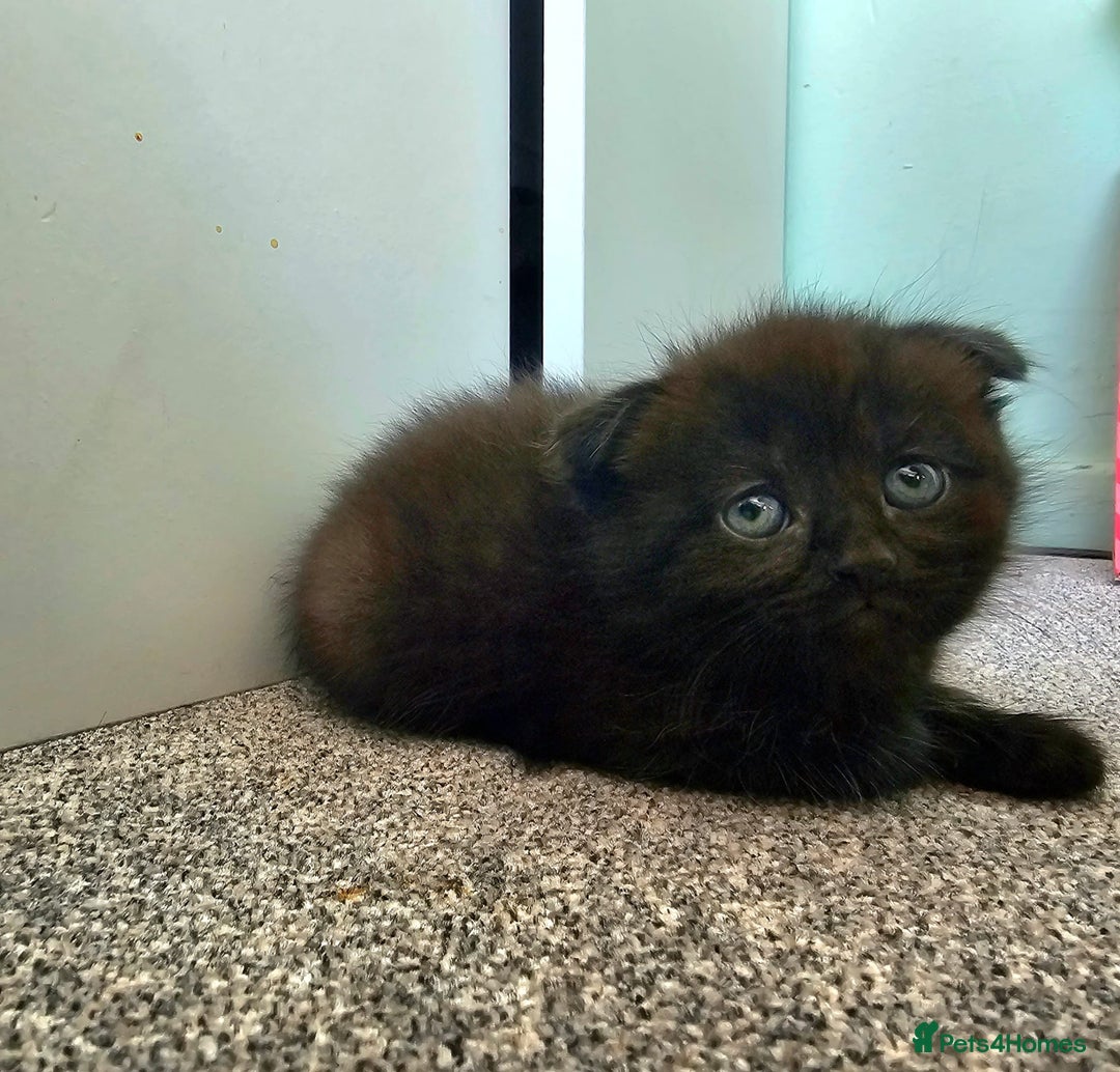 Mixed Breed cats for sale: Scottish Fold Mix Kittens –Ready 16th August 🐾 - Image 16