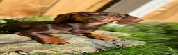 Miniature Dachshund dogs for sale: KC registered Miniature Dachshund  - Advert 7
