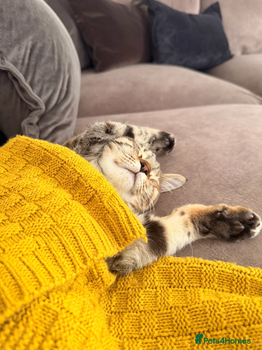 Mixed Breed cats for sale: Female for sale in Plymouth - Advert 2