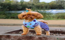 Shih Tzu dogs for sale: Stunning Imperial Shih Tzu’s  - Image 6