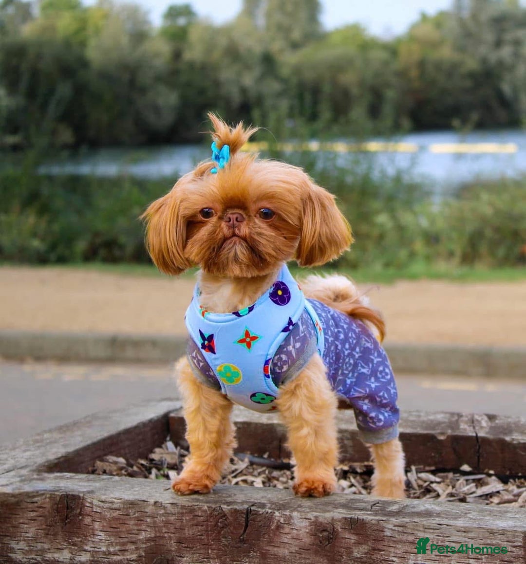 Shih Tzu dogs for sale: Stunning Imperial Shih Tzu’s  - Image 6