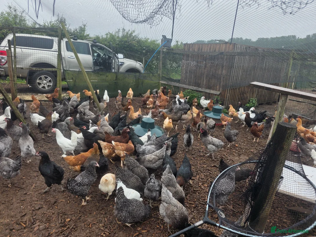 Chickens poultry for sale: Hybrid hens for sale - Advert 7