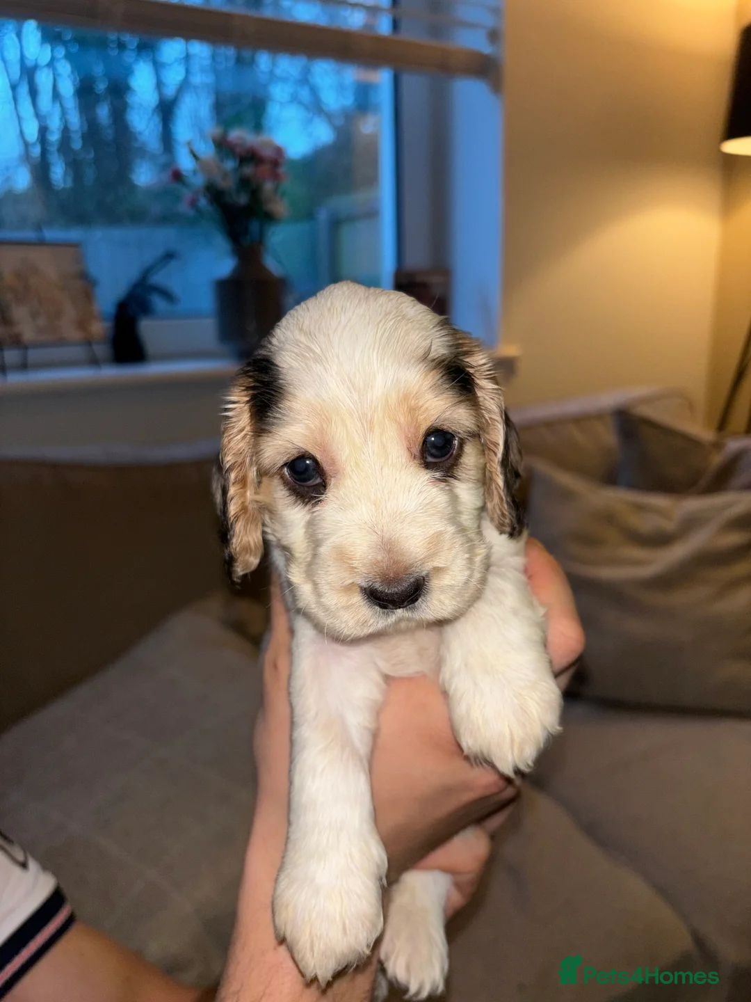 Cocker Spaniel dogs for sale: KC registered show-type Cocker Spaniel puppies  - Advert 3