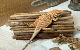 Bearded Dragon reptiles for sale: 🔥🔥🔥 BABY BEARDED DRAGONS 🔥🔥🔥 READY 2 GO 🔥🔥 - Image 15