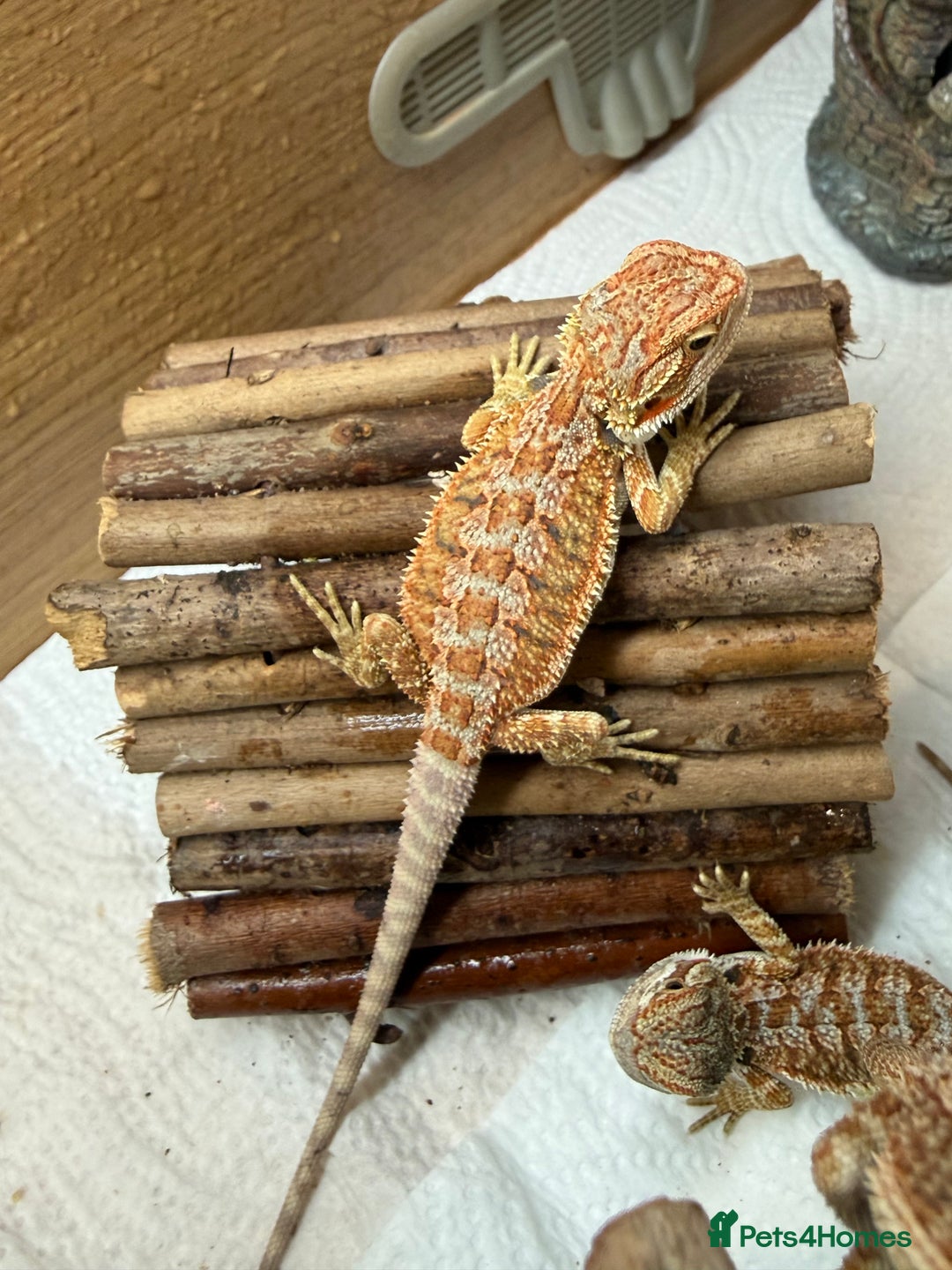Bearded Dragon reptiles for sale: 🔥🔥🔥 BABY BEARDED DRAGONS 🔥🔥🔥 READY 2 GO 🔥🔥 - Image 15