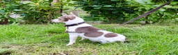 Jack Russell dogs for stud: Lilac tri wenlock jackrussel available for stud - Advert 4