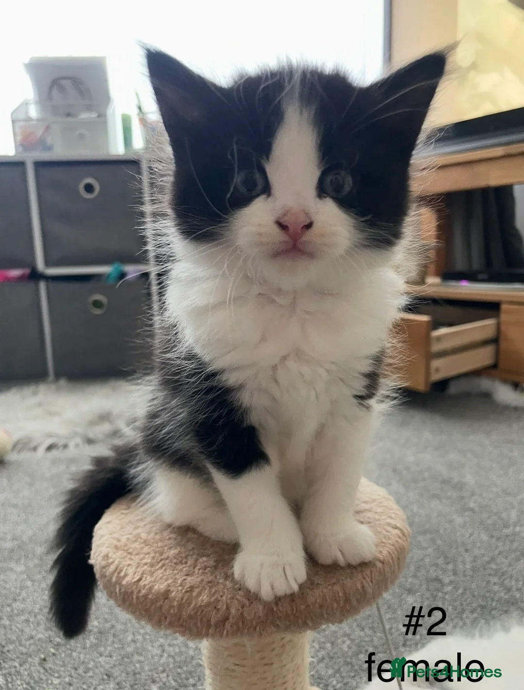 Mixed Breed cats for sale: Beautiful playful kittens 💕 - Advert 2