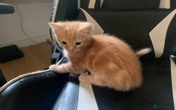Mixed Breed cats for sale: Five Gorgeous Kittens available now ! - Image 8