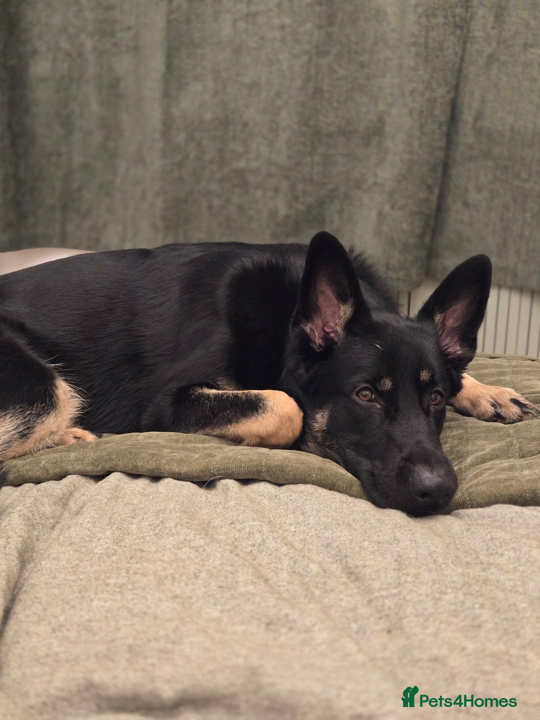 German Shepherd dogs for sale: Male 10 month old German Sheppard  - Advert 3