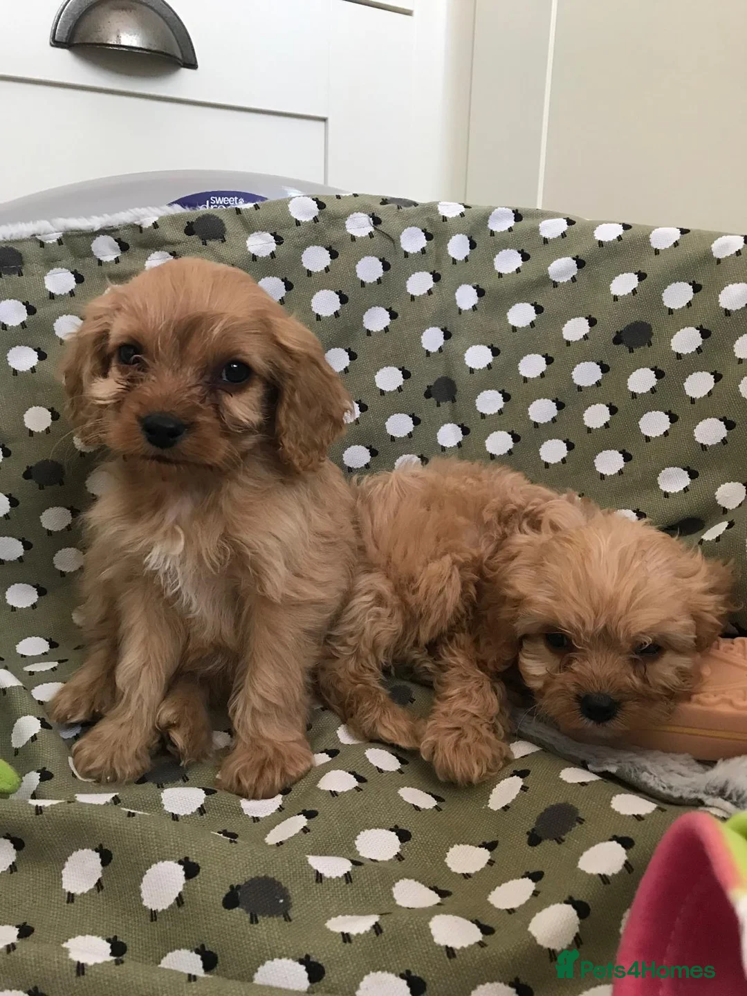 Cavapoo dogs for sale: Beautiful cavapoo puppies  - Advert 11