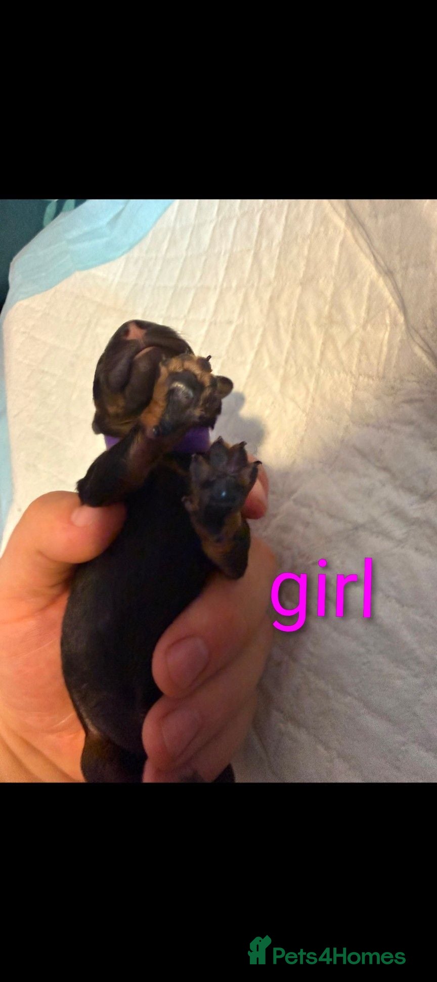 Miniature Poodle dogs  puppies are born  - Advert 3