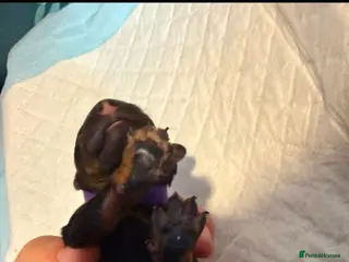 Miniature Poodle dogs puppies are born - Advert 3