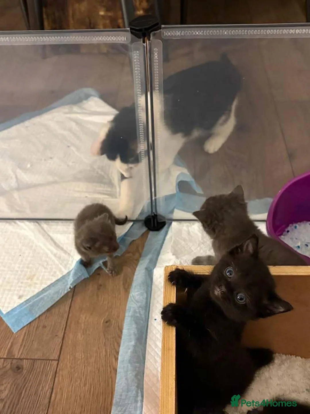 Ragdoll cats for sale: ragdoll x  - Advert 2
