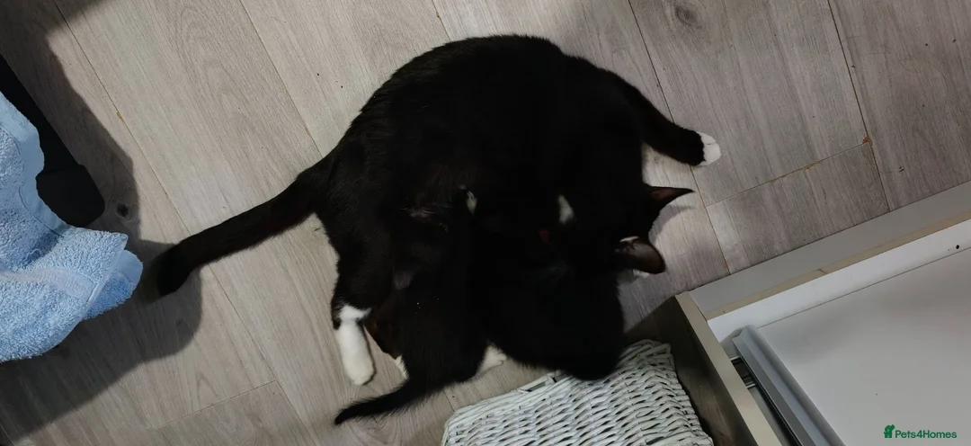 Mixed Breed cats for sale: 3 beautiful kittens £70 each  - Advert 1