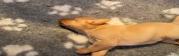 Labrador Retriever dogs for sale: KC REG Yellow/fox red and Black Labrador puppies  - Advert 14