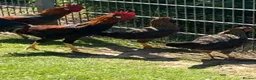 Chickens poultry for sale: Partridge Italian Cockerels for Sale in London - Advert 5