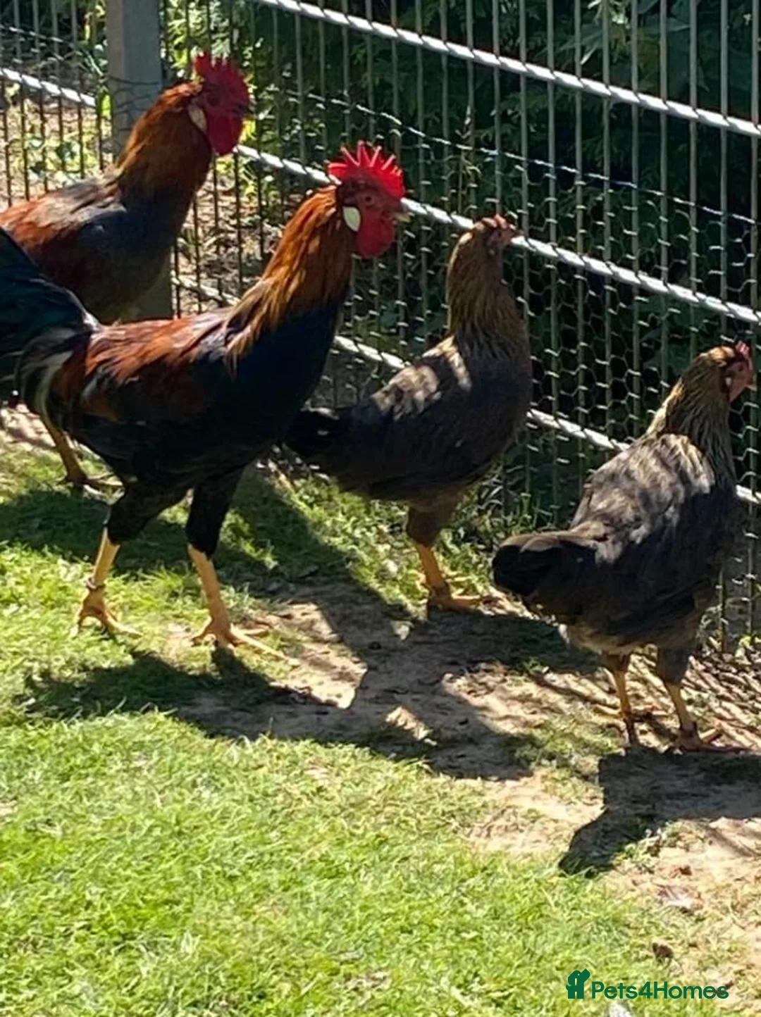 Chickens poultry for sale: Partridge Italian Cockerels for Sale in London - Advert 5