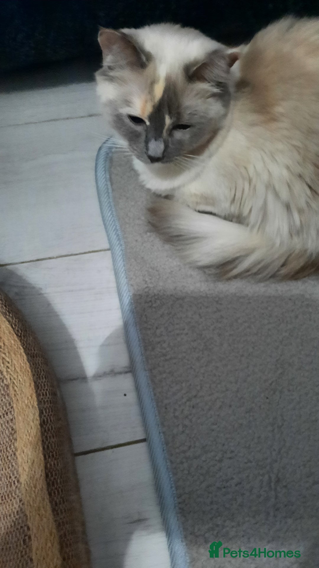 Ragdoll cats for sale: Tortie Ragdoll female  - Advert 5